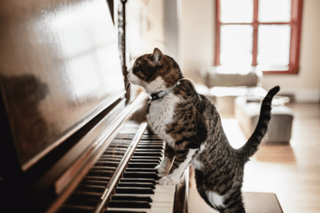 chat et musique cours en visio unizic